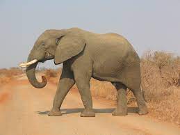 Elephant