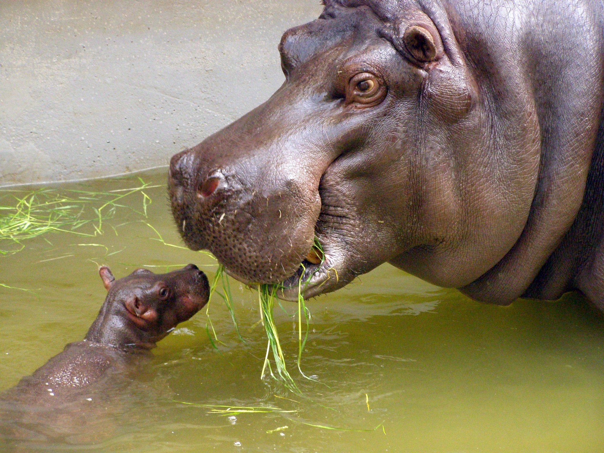 Hippo
