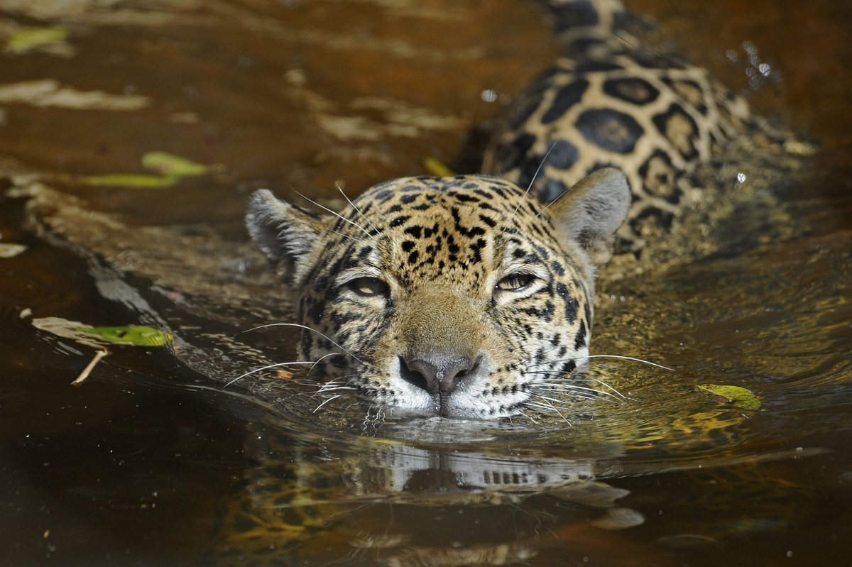 Jaguar